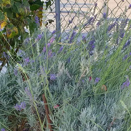 A Casa De Fiore בית נופש מונטגרנרו